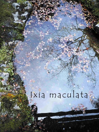 綠火☆《Ixia maculata 》 封面圖