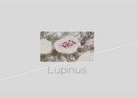 LUPINUS