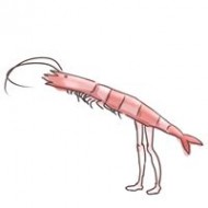 魚子蝦