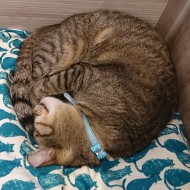 三拍