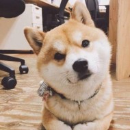 舒安