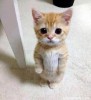 碧焰