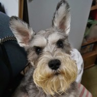 ノグチ