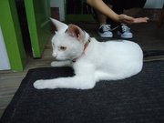 夕