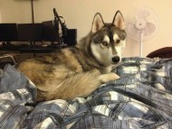 LtHusky