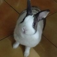 依依