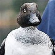 Choung Duck