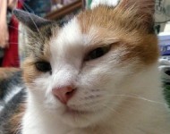 nekosuke