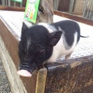 張晏子