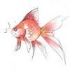金魚