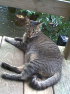 Agcat