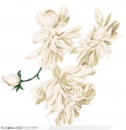Jasminum