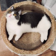 佐野友梨