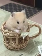 御宅鼠