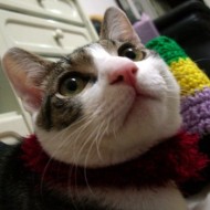 狐猿