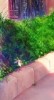 Sayika