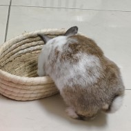 木木糸己