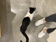 嗨輪楊