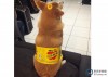 蘋狗