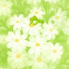 阿菁