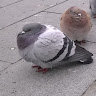 a random pigeon