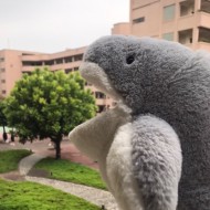 野生。月光男孩