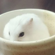 矮柯Echo