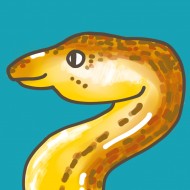 鱔魚