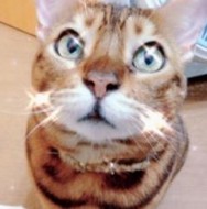曉生
