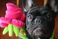 dogblack