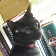 黃品萱