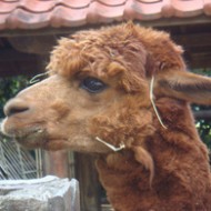 amanoyu