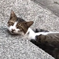王諾諾