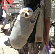 提供