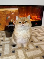 張芳綺