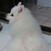 bonepigcalix