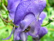 aconitum