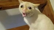 許漢文