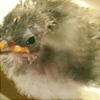 蟲鳴宴