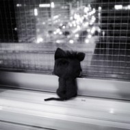 k_night00z