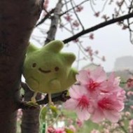 モモコ