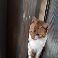輝夜猫