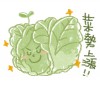 高山高麗菜