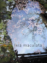 綠火☆《Ixia maculata 》
