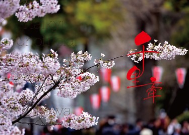 排球少年 岩及小說 《千里牽》 封面圖