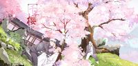 【五悠】千年櫻