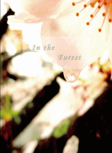 赤安本《In the Forest》 封面圖