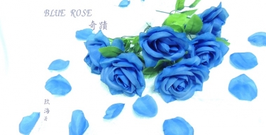 Blue Rose-奇蹟 封面圖