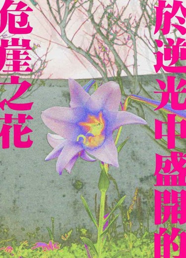 【IDOLiSH7】天樂小說本《於逆光中盛開的危崖之花》 封面圖