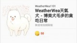 [WeatherWea天氣犬]博美犬毛多的貪吃日常